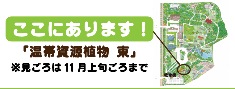 �e�I�V���g�͉��ю����A�����ɂ���܂�