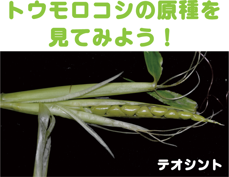 �e�I�V���g��11����{����܂Ō�����ł��y�}�g�����A�����z