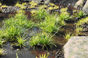 コシガヤホシクサ（筑波実験植物園中央広場）