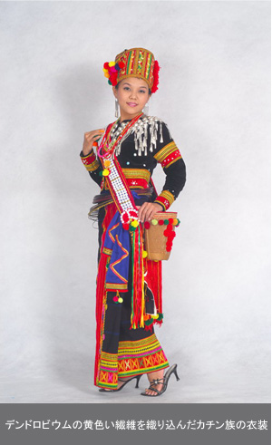 写真：デンドロビウムの黄色い繊維を織り込んだカチン族の衣装