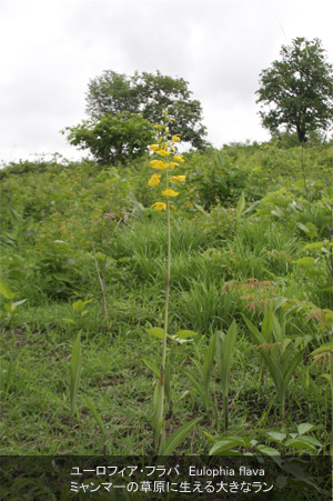 写真：'ユーロフィア・フラバ　(Eulophia flava)' ミャンマーの草原に生える大きなラン