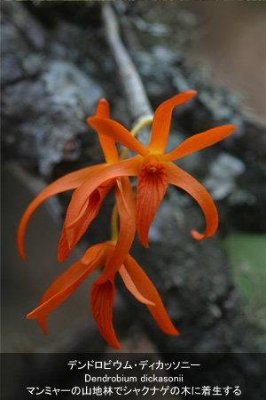 写真：'デンドロビウム・ディカッソニー (Dendrobium dickasonii)' マンミャーの山地林でシャクナゲの木に着生する