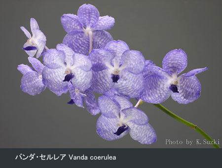 写真：'バンダ・セルレア　Vanda coerulea'