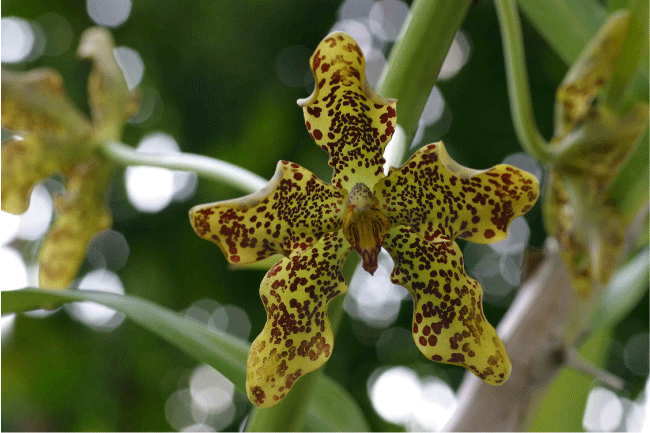 �O���}�g�t�B�����E�X�y�L�I�X���̉�