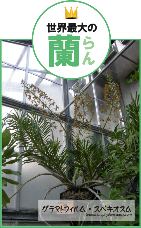 ���E�ő�̗����}�g�����A�����Ō�����ł�