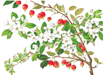 《国立科学博物館長賞》一般の部 ヒメリンゴ 鈴木園子(東京都 多摩市)