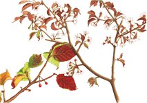 《国立科学博物館長賞》中学生・高校生の部 ミネザクラ 村井千聖(北海道立釧路湖陵高等学校2年)