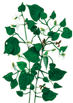 《国立科学博物館長賞》小学生の部 ドクダミ 緒方和奏(八千代市立村上小学校5年)