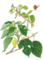 《文部科学大臣賞》一般の部 カジノキ 東城初美(長野県 諏訪市)