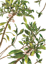 《文部科学大臣賞》中学生・高校生の部 ジンチョウゲ 平出珠理(静岡県立浜松江之島高等学校2年)