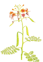 《文部科学大臣賞》小学生の部 オウゴチョウ 田村季詩人(幸手市立香日向小学校4年)