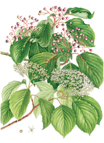 《筑波実験植物園長賞》一般の部 ミズキ 安江梅子(東京都 八王子市)