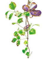 《筑波実験植物園長賞》中学生・高校生の部 ミツバアケビ 中野ゆき(鹿沼市立西中学校2年)