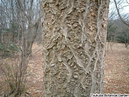 キハダ :: おすすめコンテンツ ≫ 植物図鑑 :: 筑波実験植物園(つくば植物園) Tsukuba Botanical Garden