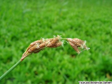フトイ :: おすすめコンテンツ ≫ 植物図鑑 :: 筑波実験植物園（つくば植物園） Tsukuba Botanical Garden