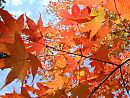 紅葉
