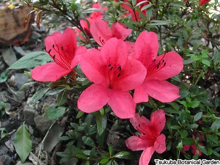 サツキ :: おすすめコンテンツ ≫ 植物図鑑 :: 筑波実験植物園（つくば植物園） Tsukuba Botanical Garden