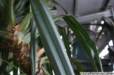 タコノキ おすすめコンテンツ ≫ 植物図鑑 筑波実験植物園(つくば植物園) Tsukuba Botanical Garden