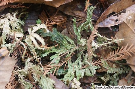 コンテリクラマゴケ おすすめコンテンツ ≫ 植物図鑑 筑波実験植物園(つくば植物園) Tsukuba Botanical Garden