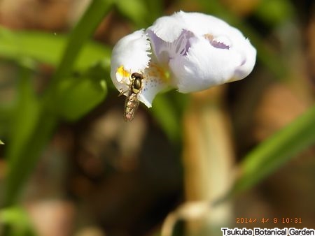 シャガ :: おすすめコンテンツ ≫ 植物図鑑 :: 筑波実験植物園(つくば植物園) Tsukuba Botanical Garden