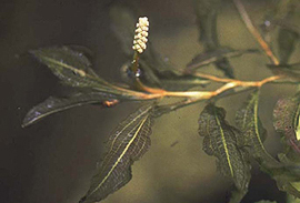 ガシャモクの花　イメージ