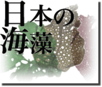 国立科学博物館所蔵の標本でみる日本の海藻種リスト