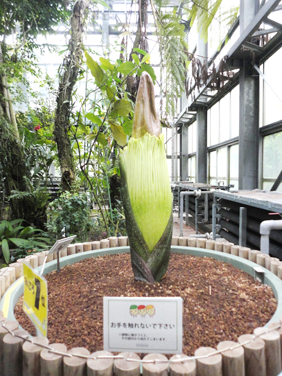 世界最大の花「ショクダイオオコンニャク」開花状況 - 筑波実験植物園