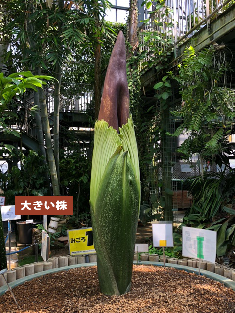 世界最大級の花「ショクダイオオコンニャク」開花状況 - 筑波実験植物園