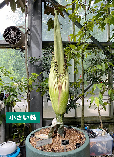 (世界最大の花)ショクダイオオコンニャクの苗 全長2m超 世界最大級の花「ショクダイオオコンニャク」開花 宮崎 [写真