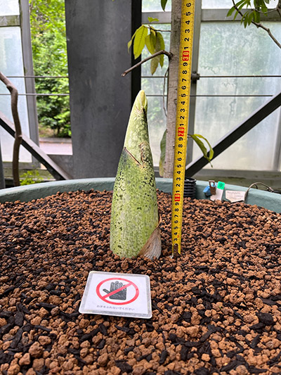 今回はかなり小さな「花」となりそう