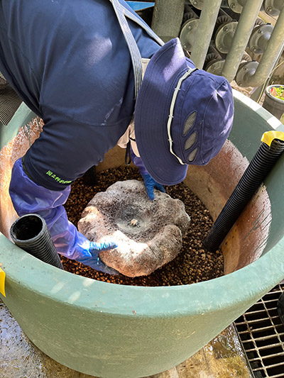 予想に反して再び花芽