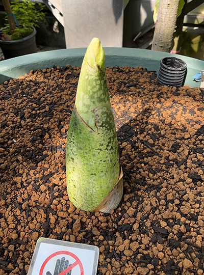 はたしていつ咲くでしょうか？