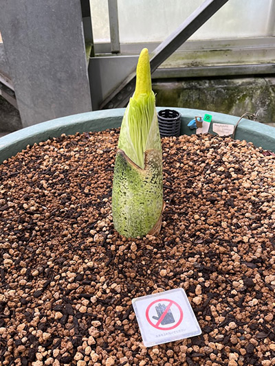 はたしていつ咲くでしょうか？