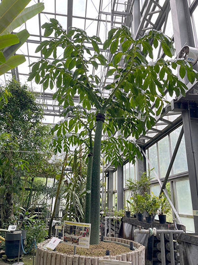 はたしていつ咲くでしょうか？