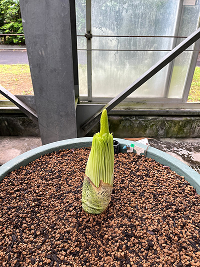 ショクダイオオコンニャクの花芽、4cmずつ伸びています