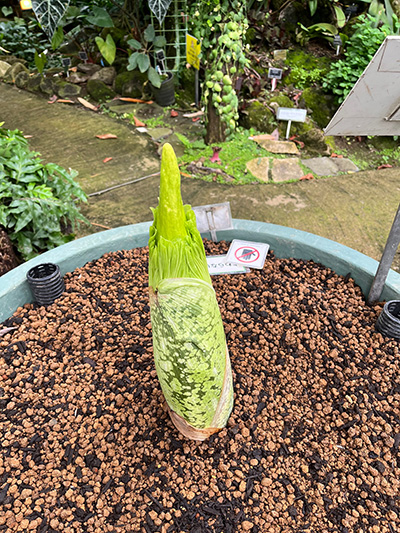 ショクダイオオコンニャク、小さいまま開花するのか？