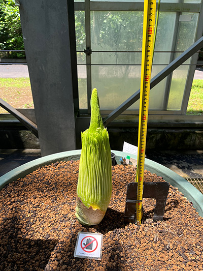 ショクダイオオコンニャクの横にメジャーが設置されました