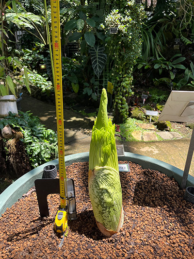 仏炎苞の重なりがみえてきました