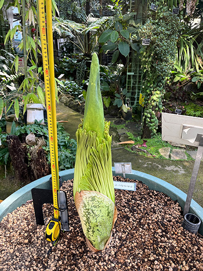 ショクダイオオコンニャク、5-6cmずつ伸びるようになってきました