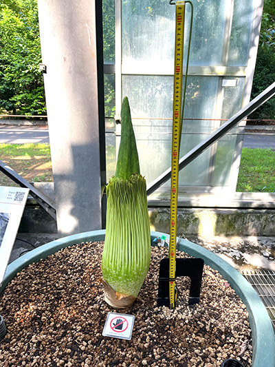 仏炎苞が少し色づいてきたショクダイオオコンニャク、