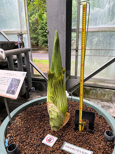 昨日から6cm伸びたショクダイオオコンニャク