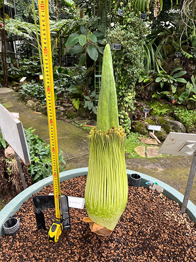 基部側がむちっとしてきたショクダイオオコンニャク