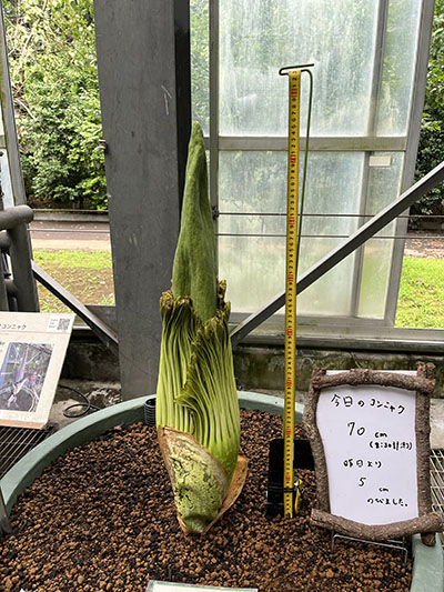 昨日から5cm伸びたショクダイオオコンニャク