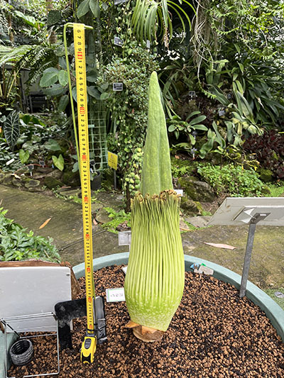 昨日から6cm伸びたショクダイオオコンニャク