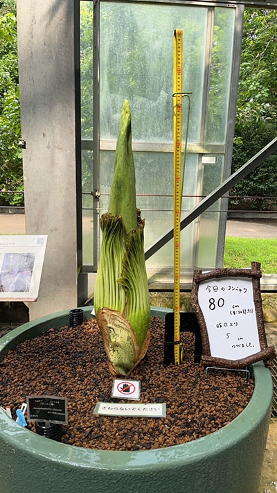 なんとか80センチを超えてきたショクダイオオコンニャク