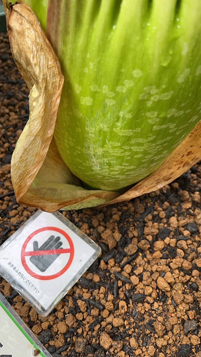 そろそろ鞘状葉がはがれそうなショクダイオオコンニャク