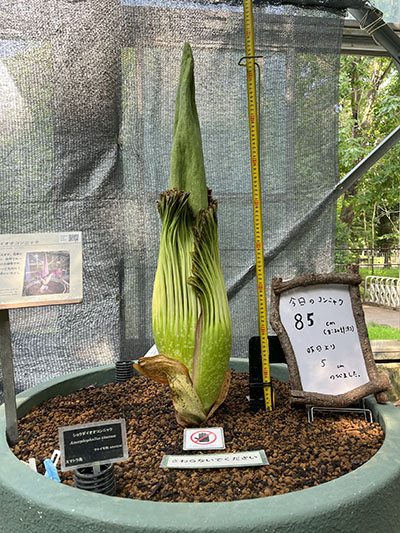 世界最大級の花「ショクダイオオコンニャク」開花状況 - 筑波実験植物園