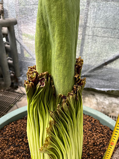 世界最大級の花「ショクダイオオコンニャク」開花状況 - 筑波実験植物園
