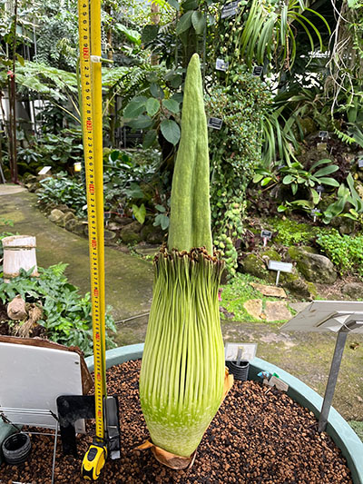 いつ咲くのか、例年になく読みにくいショクダイオオコンニャク