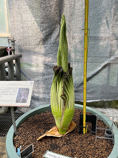 成長が緩やかになってきたショクダイオオコンニャク